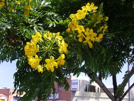 201-0885 Hillcrest, San Diego, CA - Yellow Flowers